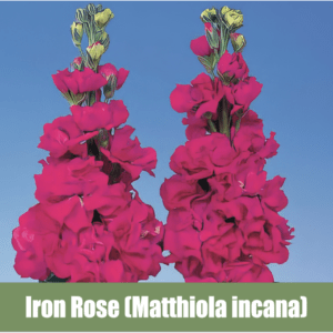 Iron Rose (Matthiola incana)